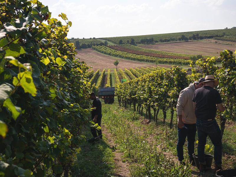 Weingut Zwölberich startet mit neuem Team und Neuausrichtung seiner Marke in die Zukunft - Foto: presseportal.de