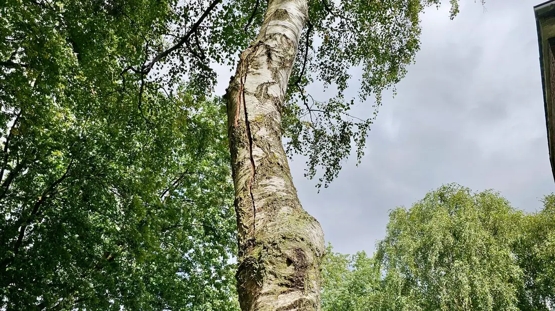 FW Hünxe: Gefahr durch gespaltenen Baum - Feuerwehreinsatz in Bruckhausen - Bild: presseportal.de