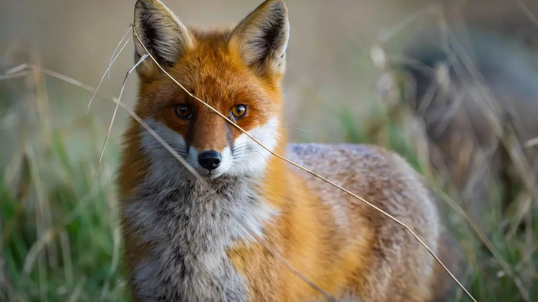 Füchse sind anpassungsfähig und schlau. Die Tiere sind weltweit verbreitet, im Wald, Stadt und sogar in (Eis-)wüsten. (Archivbild) - Bild: Patrick Pleul/dpa/ZB