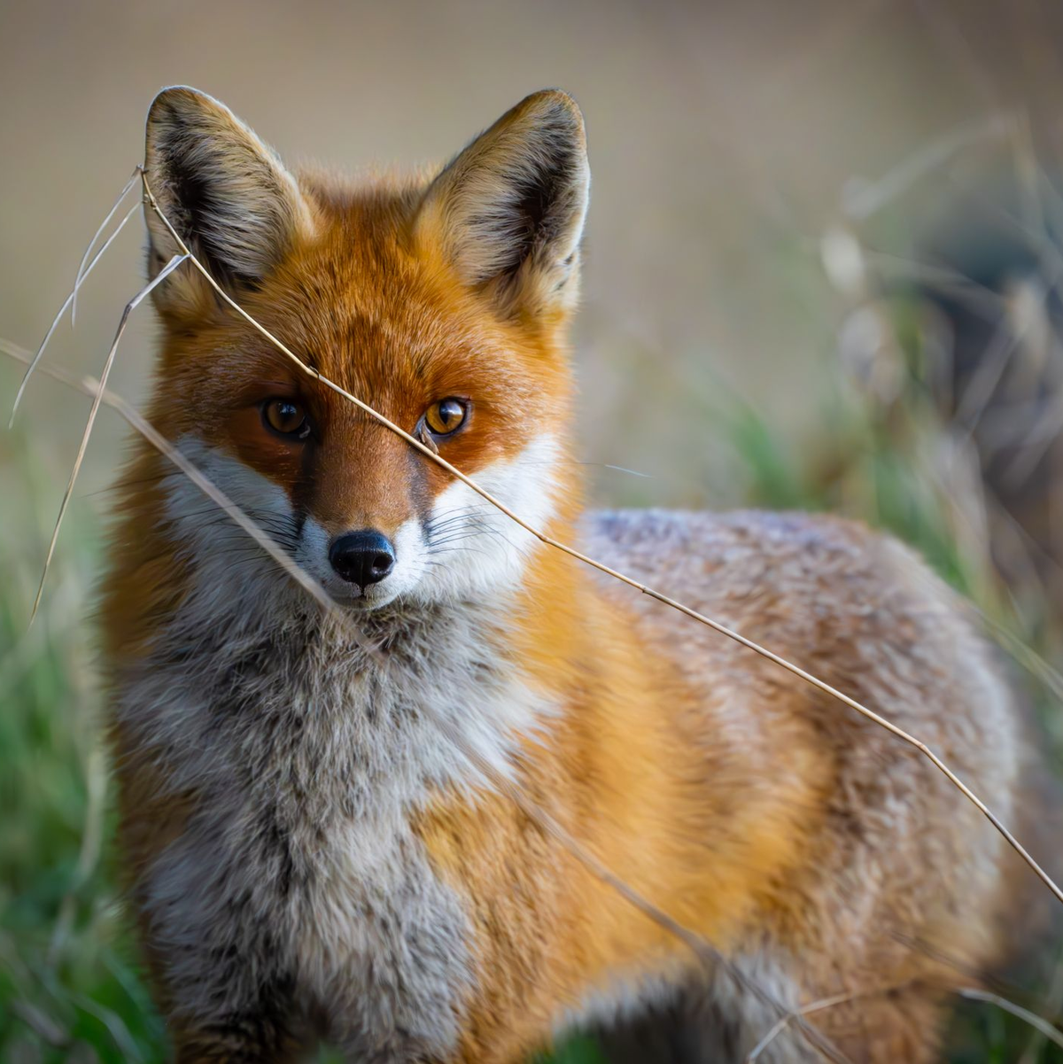Füchse sind anpassungsfähig und schlau. Die Tiere sind weltweit verbreitet, im Wald, Stadt und sogar in (Eis-)wüsten. (Archivbild) - Foto: Patrick Pleul/dpa/ZB