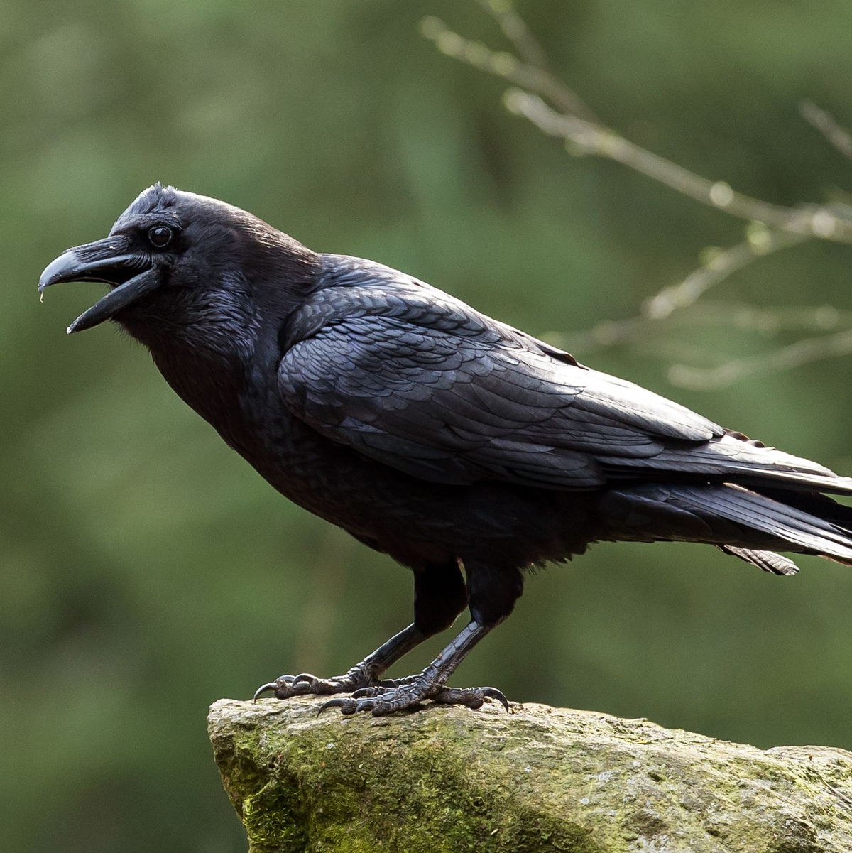 Schlechte Eltern werden als «Rabeneltern» bezeichnet, dabei ist dieser Vogel sehr fürsorglich, wenn es um den eigenen Nachwuchs geht. (Archivbild) - Foto: picture alliance / ZB