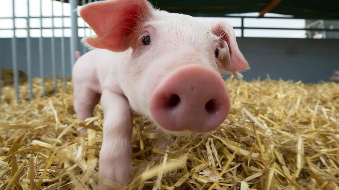 Schweine werden oft als schmutzig bezeichnet. Dabei ist eigentlich das Gegenteil der Fall. (Archivbild) - Bild: Sebastian Kahnert/dpa-Zentralbild/dpa