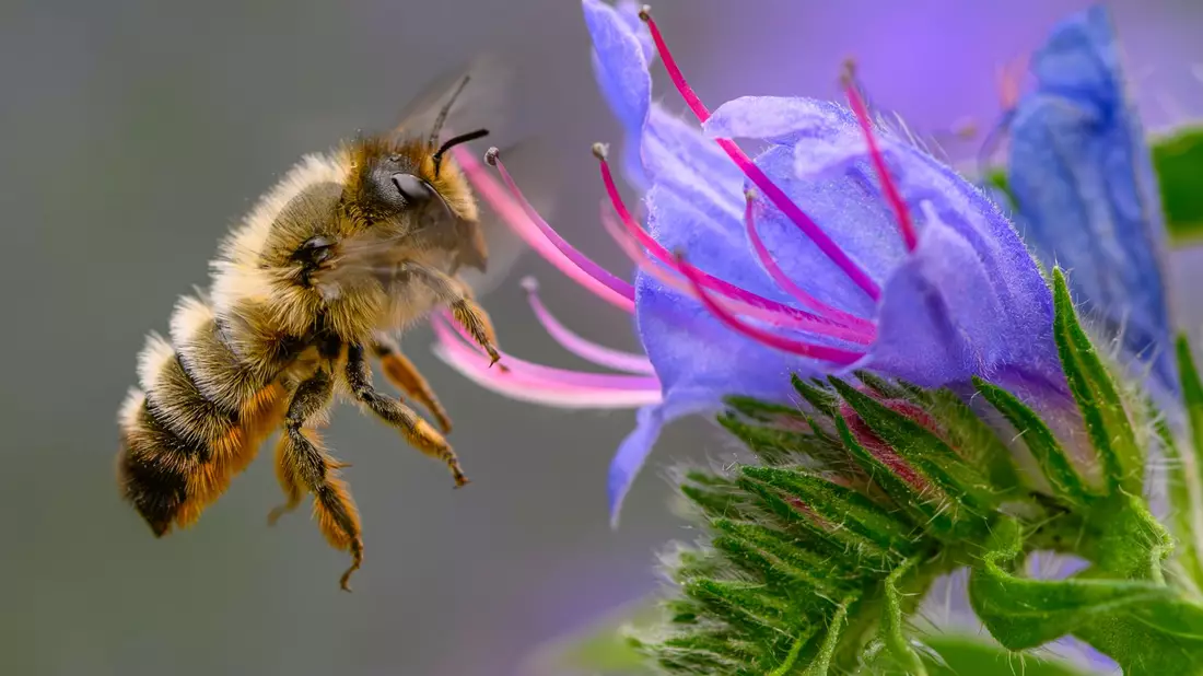 Fleißige Bienchen? Die gestreiften Insekten sind jedoch gar nicht so tüchtig, wie man meint. (Archivbild) - Bild: Patrick Pleul/dpa