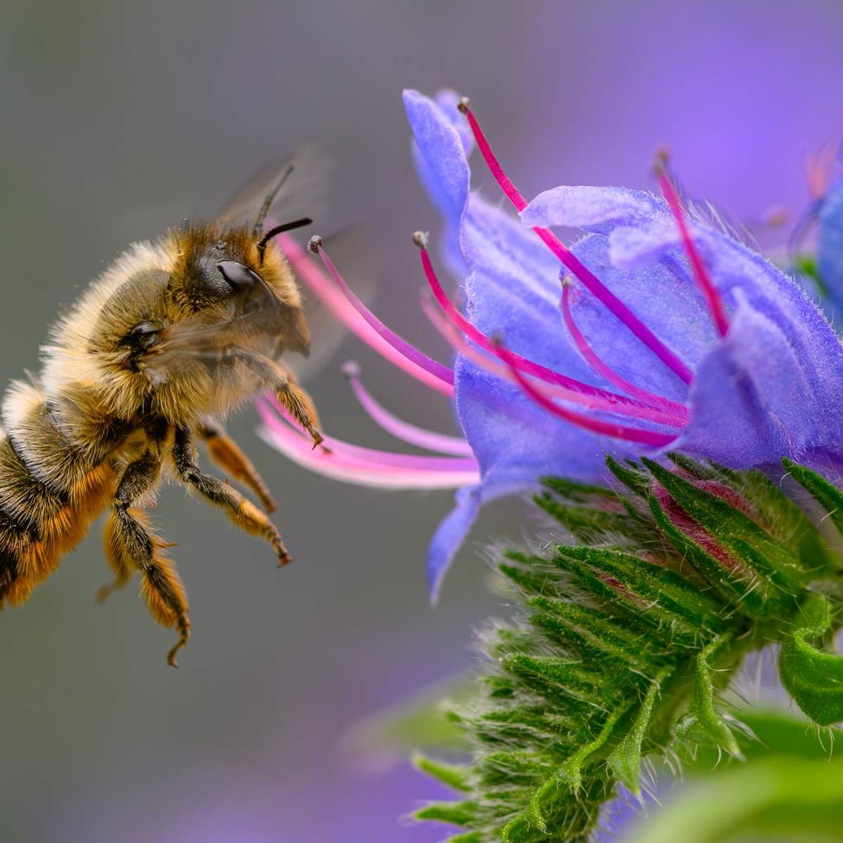 Fleißige Bienchen? Die gestreiften Insekten sind jedoch gar nicht so tüchtig, wie man meint. (Archivbild) - Foto: Patrick Pleul/dpa