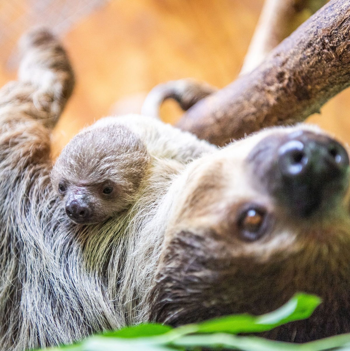 Dass Faultiere faul erscheinen liegt vor allem an ihrer Ernährung. Dadurch sind sie gezwungen, sich möglichst wenig zu bewegen. (Archivbild) - Foto: Lino Mirgeler/dpa