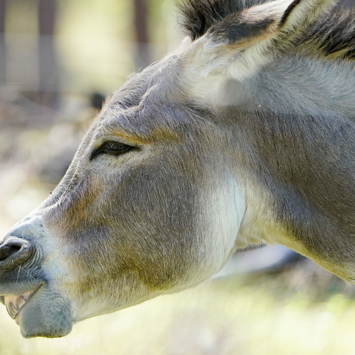 Im Gegensatz zu Pferden sind Esel keine Fluchttiere und können durchaus gelassen sein. (Archivbild) - Foto: Uwe Anspach/dpa