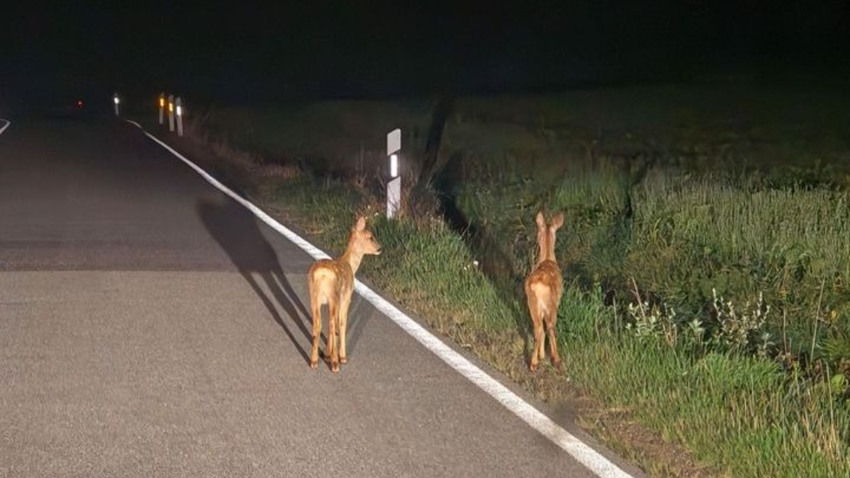 POL-WL: Achtung Wildwechsel! - Foto: presseportal.de