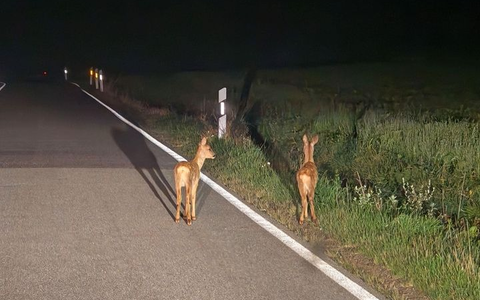 POL-WL: Achtung Wildwechsel! - Foto: presseportal.de