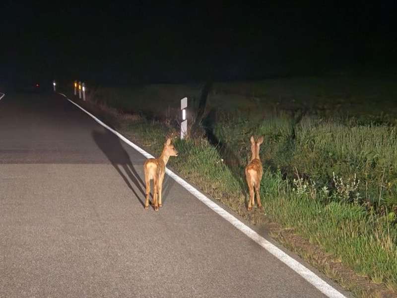 POL-WL: Achtung Wildwechsel! - Foto: presseportal.de