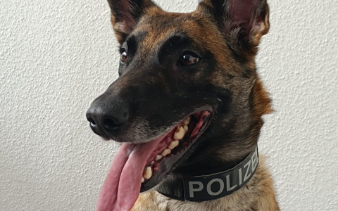 POL-ME: Diensthund Ira stellt Einbrecher - Erkrath - 2409106 - Foto: presseportal.de