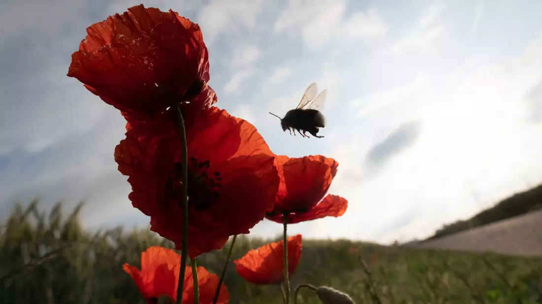 Die Vielfalt der Insekten ist stark gesunken (Symbolbild). - Bild: Sebastian Gollnow/dpa