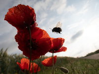 Die Vielfalt der Insekten ist stark gesunken (Symbolbild). - Foto: Sebastian Gollnow/dpa