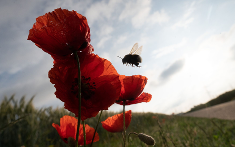 Die Vielfalt der Insekten ist stark gesunken (Symbolbild). - Foto: Sebastian Gollnow/dpa