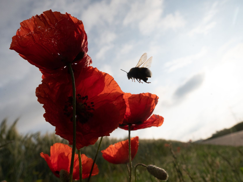 Die Vielfalt der Insekten ist stark gesunken (Symbolbild). - Foto: Sebastian Gollnow/dpa