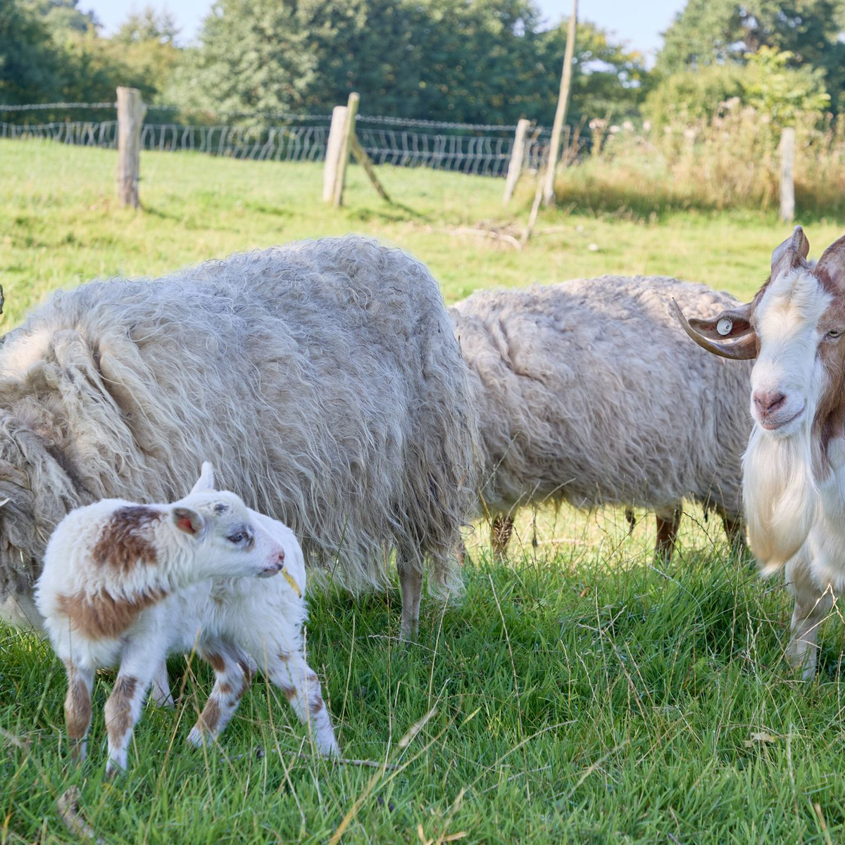 «Flumo» ist ein ganz normales kleines Lamm und keine Mischung aus Ziege und Schaf. (Archivbild) - Foto: Georg Wendt/dpa
