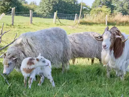 «Flumo» ist ein ganz normales kleines Lamm und keine Mischung aus Ziege und Schaf. (Archivbild) - Foto: Georg Wendt/dpa