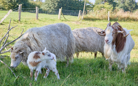 «Flumo» ist ein ganz normales kleines Lamm und keine Mischung aus Ziege und Schaf. (Archivbild) - Foto: Georg Wendt/dpa «Flumo» ist ein ganz normales kleines Lamm und keine Mischung aus Ziege und Schaf. (Archivbild) - Foto: Georg Wendt/dpa