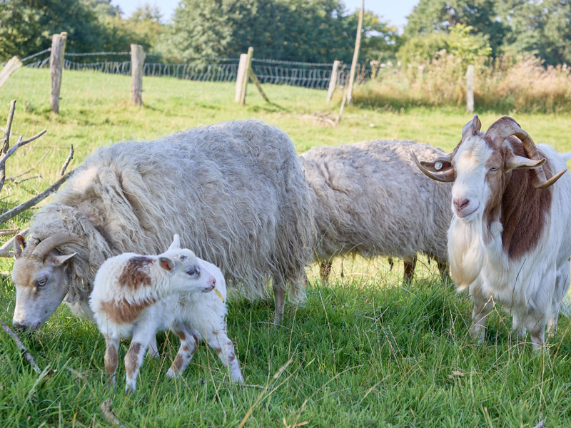 «Flumo» ist ein ganz normales kleines Lamm und keine Mischung aus Ziege und Schaf. (Archivbild) - Foto: Georg Wendt/dpa
