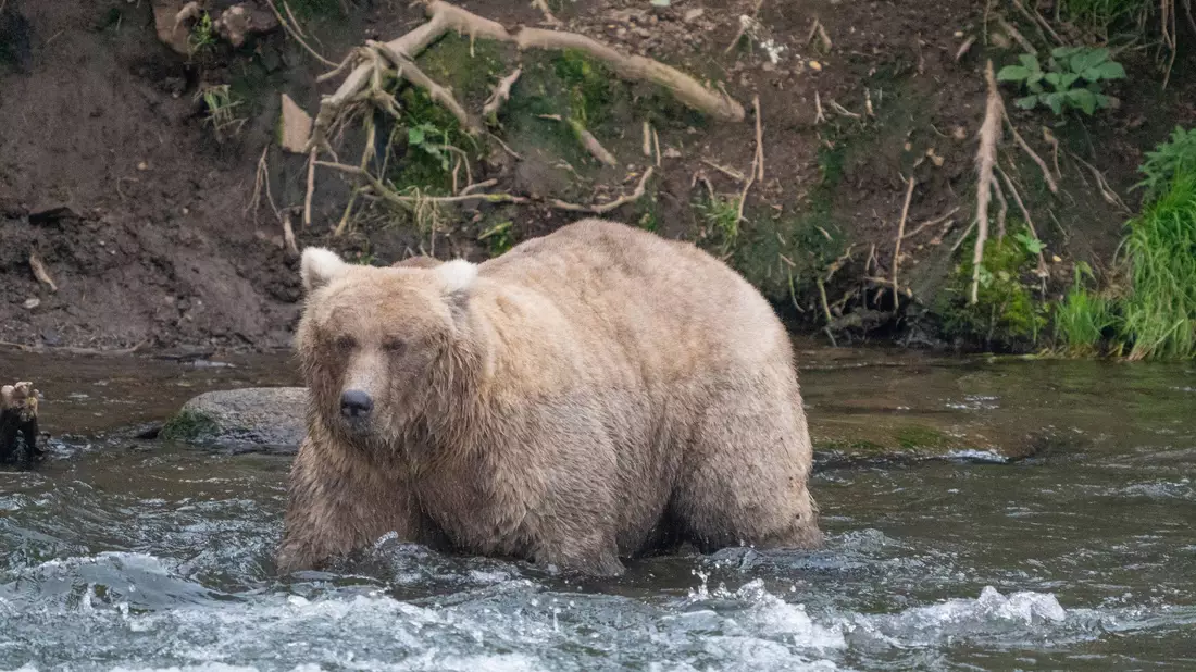 Kann Braunbärin Grazer in diesem Jahr ihren Titel verteidigen? (Archivbild) - Bild: F. Jimenez/National Park Service/AP/dpa