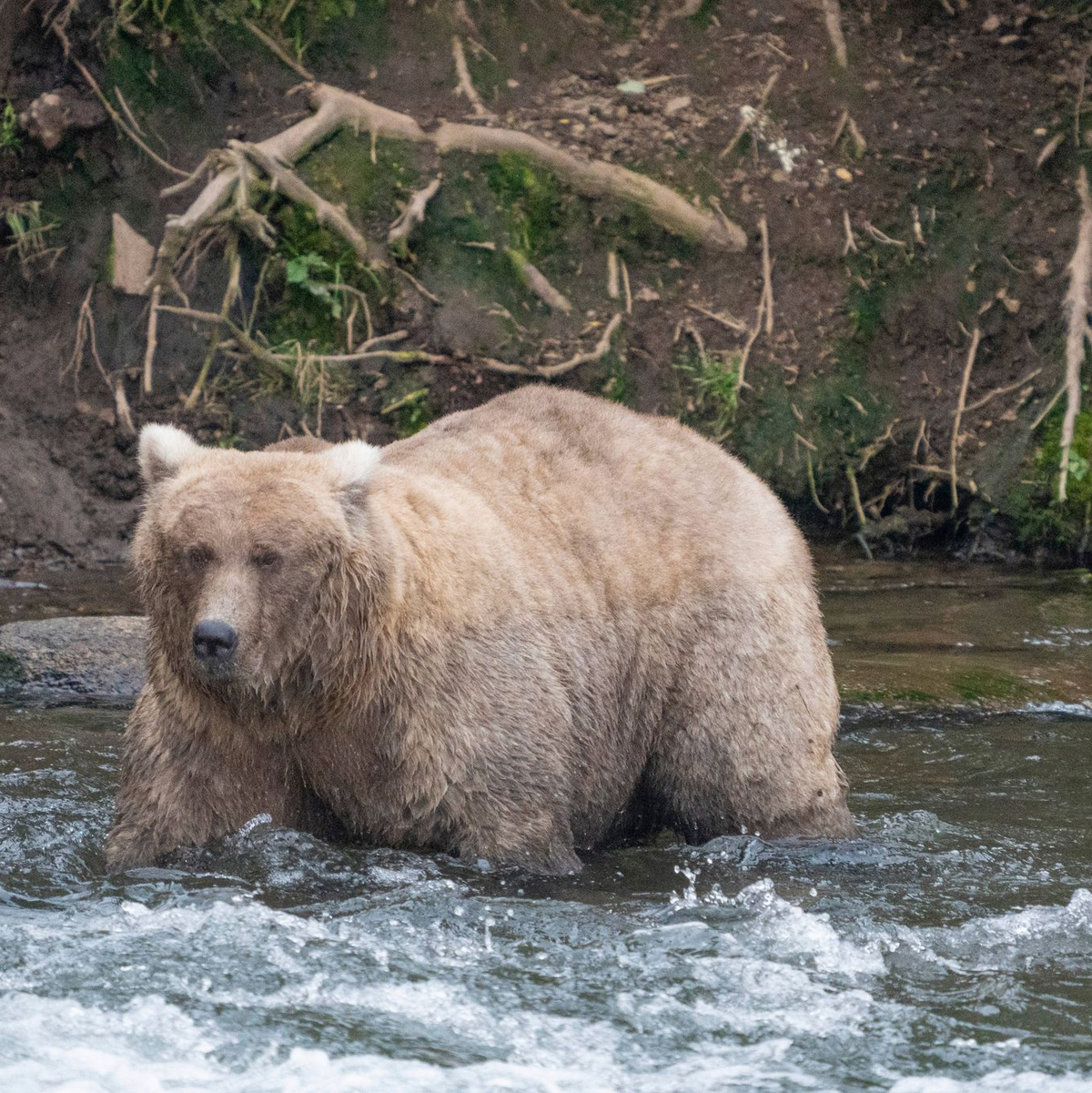 Kann Braunbärin Grazer in diesem Jahr ihren Titel verteidigen? (Archivbild) - Foto: F. Jimenez/National Park Service/AP/dpa