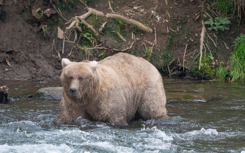 Kann Braunbärin Grazer in diesem Jahr ihren Titel verteidigen? (Archivbild) - Foto: F. Jimenez/National Park Service/AP/dpa