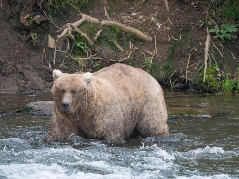 Kann Braunbärin Grazer in diesem Jahr ihren Titel verteidigen? (Archivbild) - Foto: F. Jimenez/National Park Service/AP/dpa