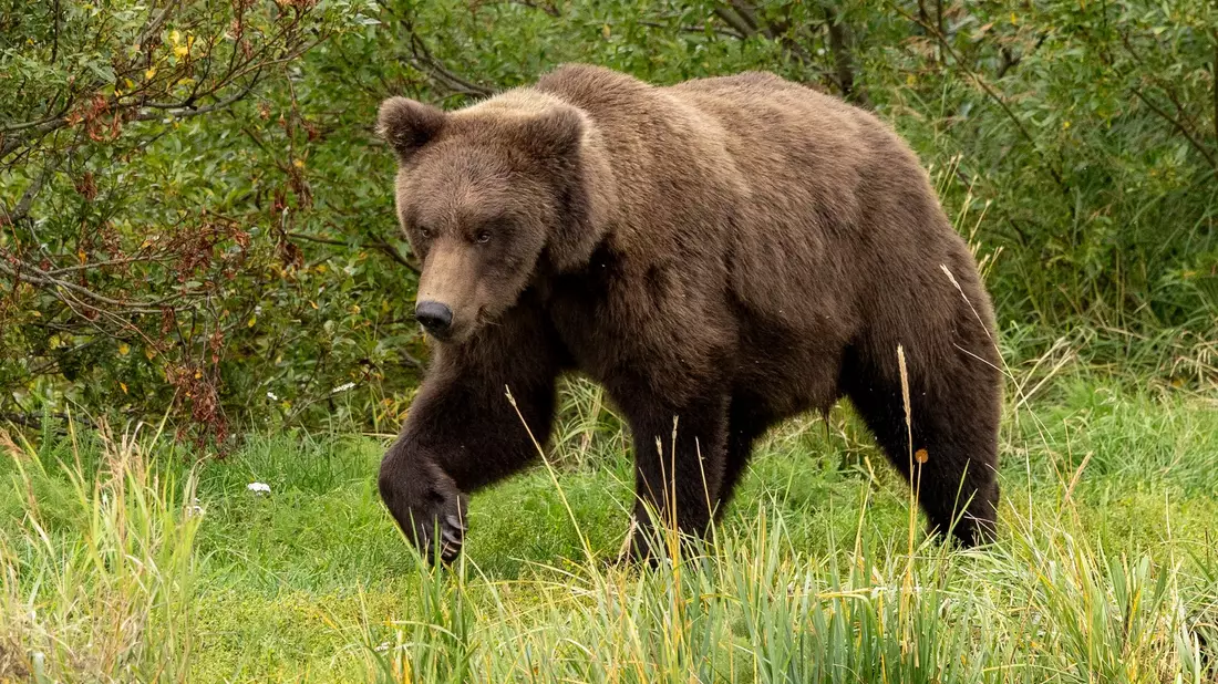 Für den Bären-Nachwuchs gibt es einen Junior-Wettbewerb. - Bild: C. Cravatta/National Park Service/AP/dpa