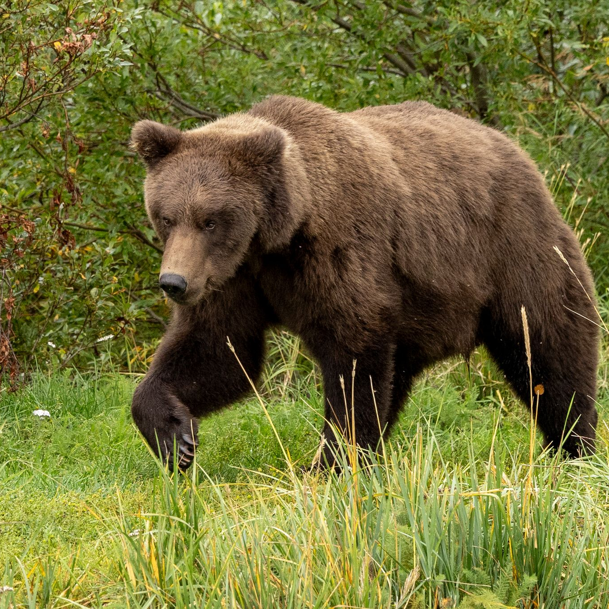 Für den Bären-Nachwuchs gibt es einen Junior-Wettbewerb. - Foto: C. Cravatta/National Park Service/AP/dpa