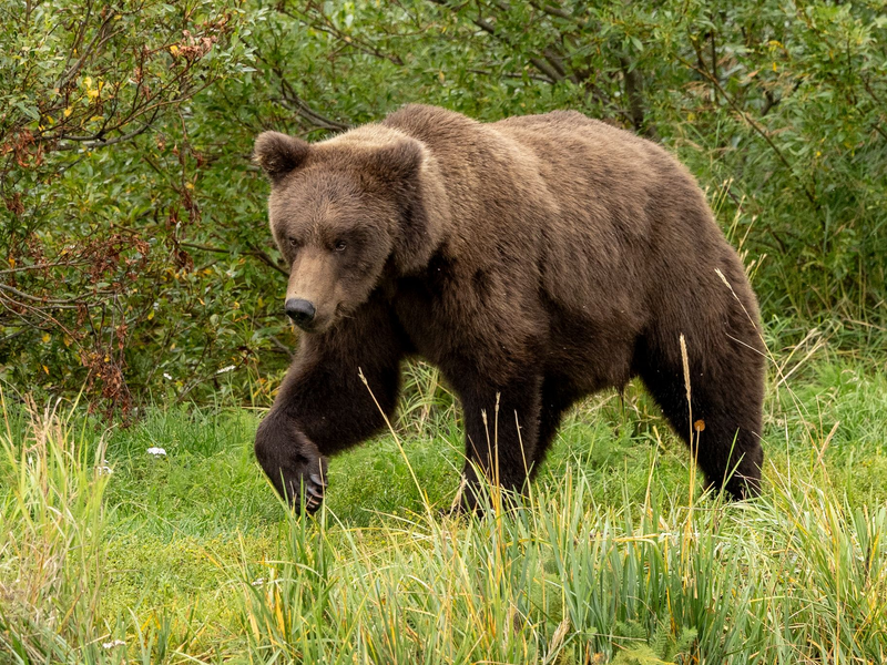 Für den Bären-Nachwuchs gibt es einen Junior-Wettbewerb. - Foto: C. Cravatta/National Park Service/AP/dpa