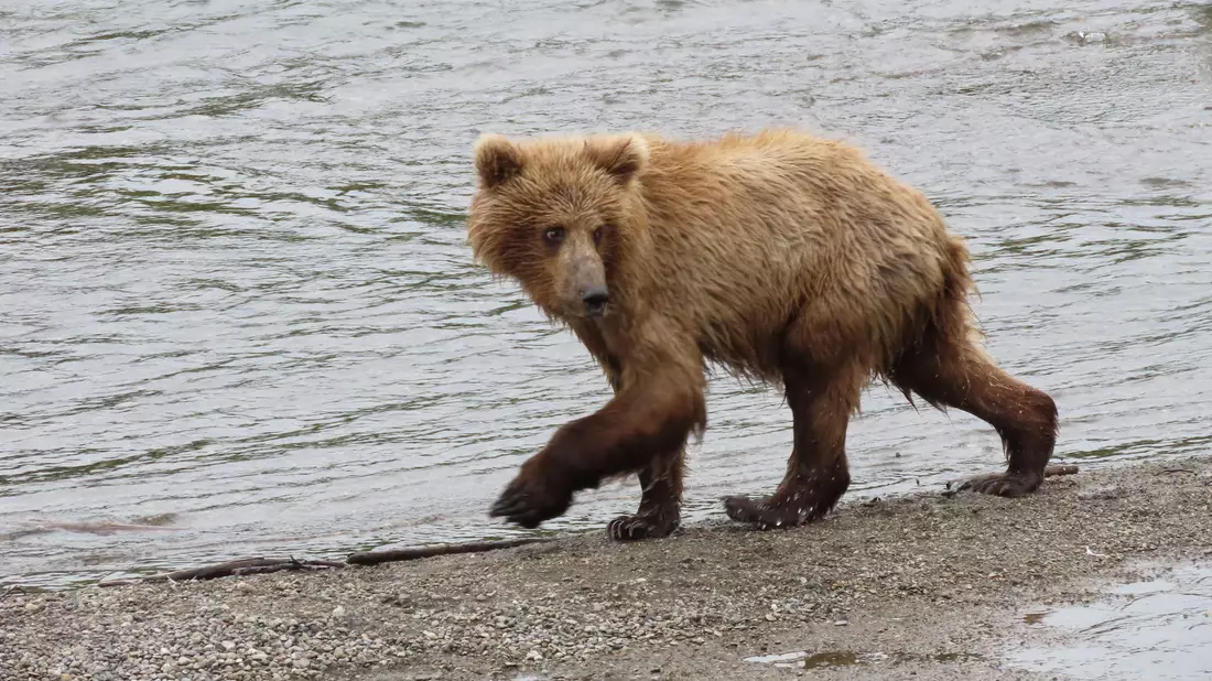Im Sommer müssen die Braunbären vor der Winterruhe anspecken. - Bild: T. Carmack/National Park Service/AP/dpa