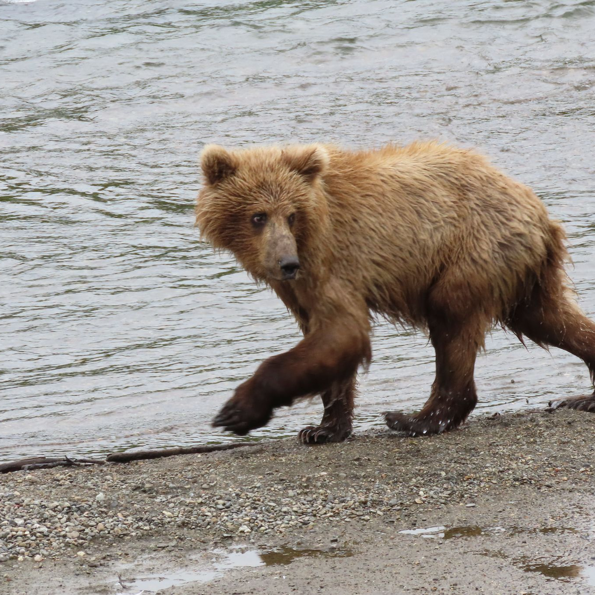 Im Sommer müssen die Braunbären vor der Winterruhe anspecken. - Foto: T. Carmack/National Park Service/AP/dpa