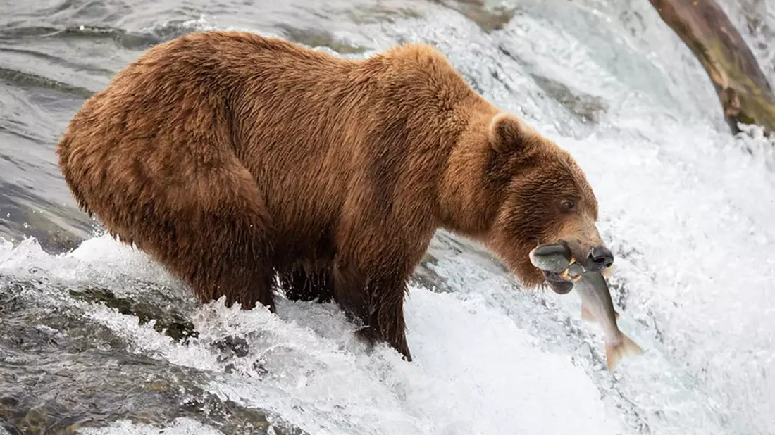 Die Braunbärin 402 hat den Angriff eines männlichen Bären nicht überlebt. - Bild: -/Katmai National Park and Preserve/dpa