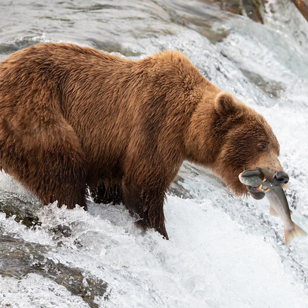 Die Braunbärin 402 hat den Angriff eines männlichen Bären nicht überlebt. - Foto: -/Katmai National Park and Preserve/dpa