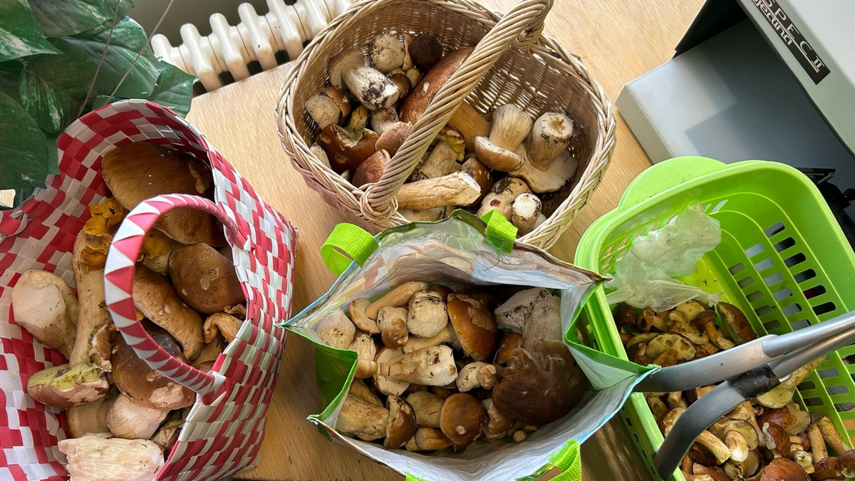 HZA-SI: Die Pilz-Saison ist eröffnet - ZOLL leitet Bußgeldverfahren gegen Pilzsammler ein - Foto: presseportal.de