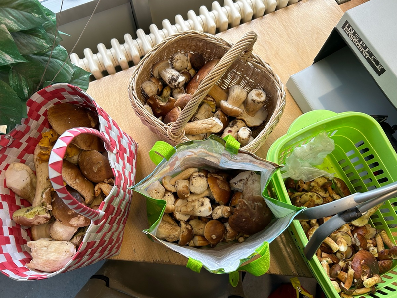 HZA-SI: Die Pilz-Saison ist eröffnet - ZOLL leitet Bußgeldverfahren gegen Pilzsammler ein - Foto: presseportal.de