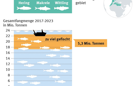 Neue Daten offenbaren starken Rückgang der Herings- und Makrelenbestände im Nordostatlantik - Foto: presseportal.de