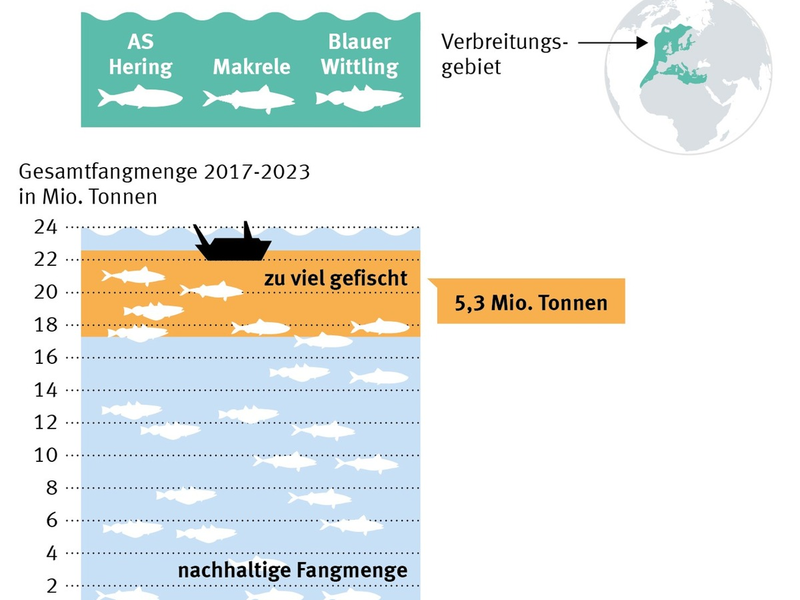 Neue Daten offenbaren starken Rückgang der Herings- und Makrelenbestände im Nordostatlantik - Foto: presseportal.de