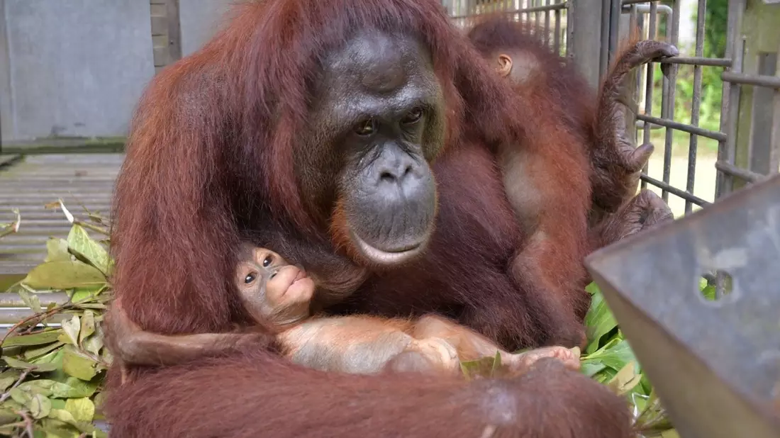Plötzlich trug Du zwei Babys an der Brust. - Bild: Bos Foundation/dpa