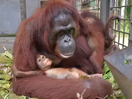 Plötzlich trug Du zwei Babys an der Brust. - Foto: Bos Foundation/dpa