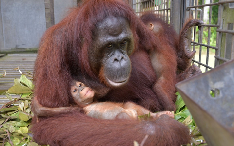 Plötzlich trug Du zwei Babys an der Brust. - Foto: Bos Foundation/dpa