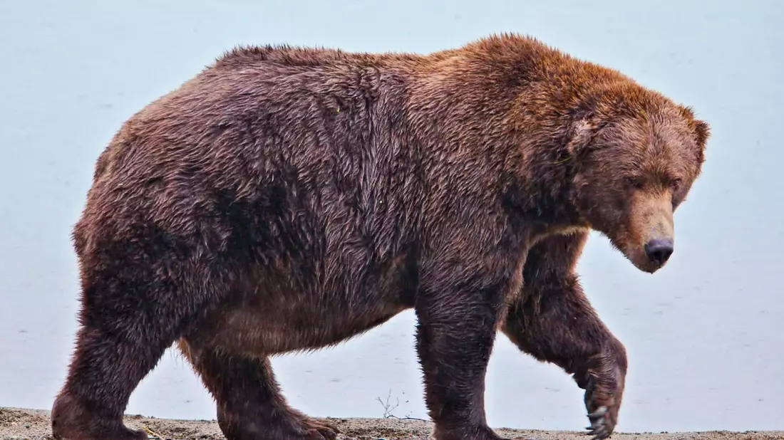 Chunk hat am Ende des Sommers ordentlich an Gewicht zugenommen. - Bild: E. Johnston/National Park Service via AP/dpa