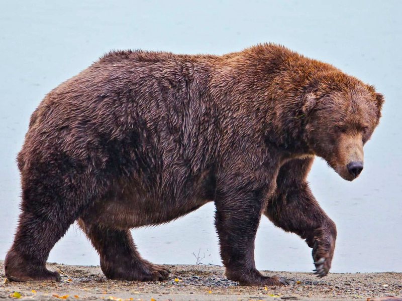 Der massige Braunbär 747 hat den treffenden Spitznamen Jumbo Jet.  - Foto: E. Johnston/National Park Service via AP/dpa