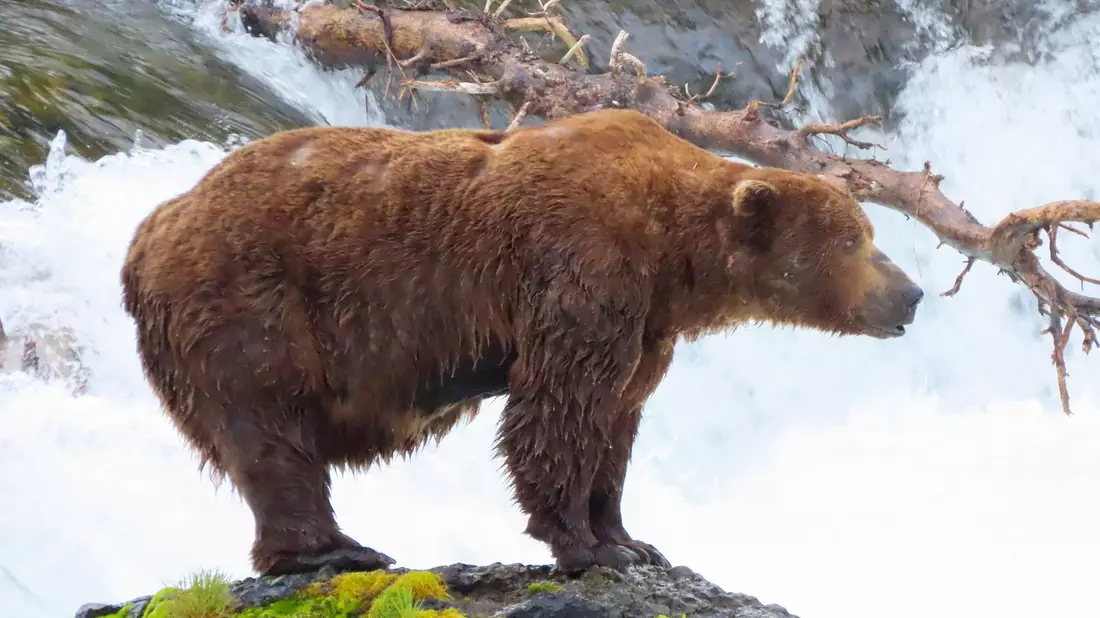 Das Bärenweibchen Grazer ist zu Beginn des Sommers noch recht mager.  - Bild: T. Carmack/National Park Service via AP/dpa