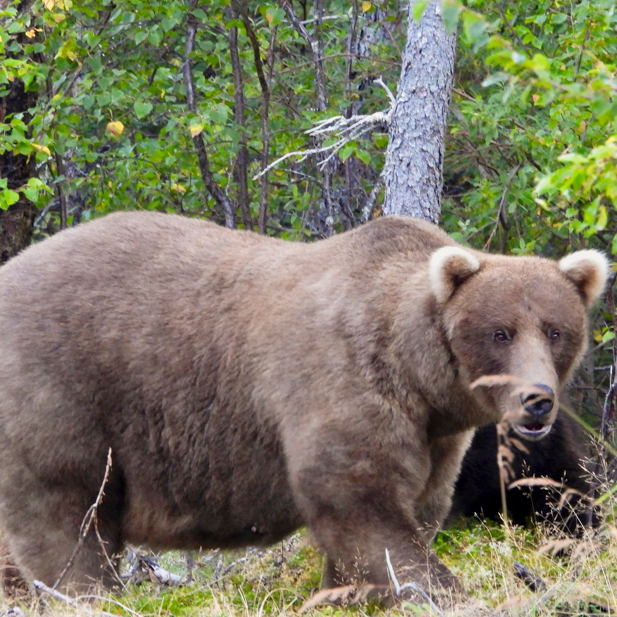 Über die Sommermonate konnte die Bärin Grazer viele Lachse fangen. - Foto: M. Carenza/National Park Service via AP/dpa
