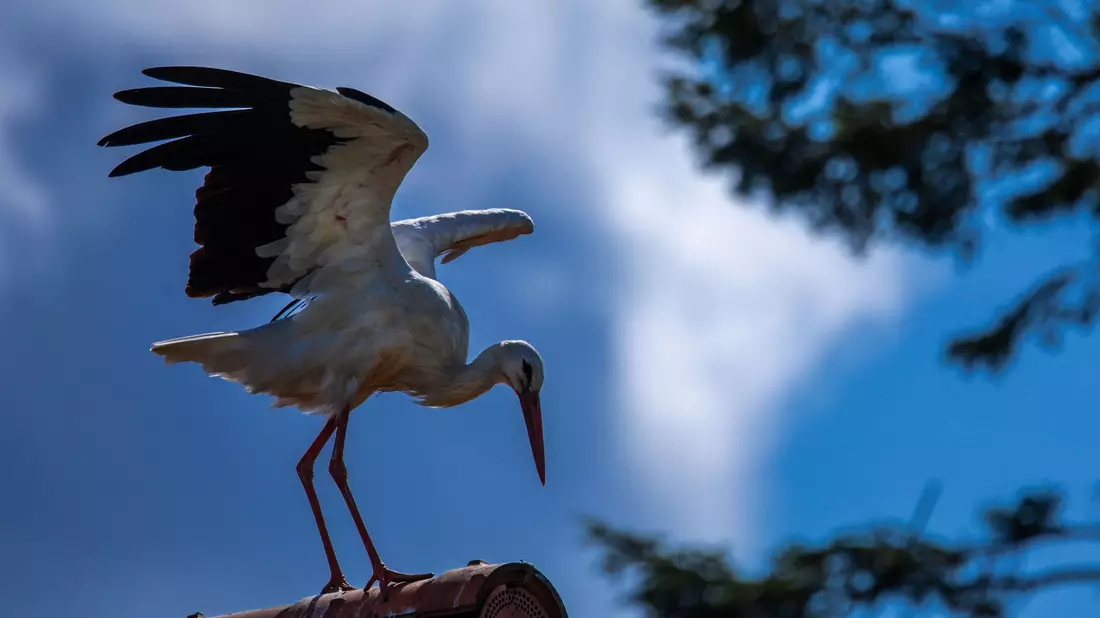 Erst vor rund 1000 Jahren kam der Storch nach Norddeutschland (Archivbild) - Bild: Jens Büttner/dpa