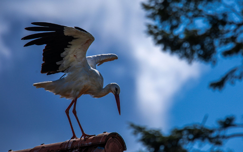 Erst vor rund 1000 Jahren kam der Storch nach Norddeutschland (Archivbild) - Foto: Jens Büttner/dpa