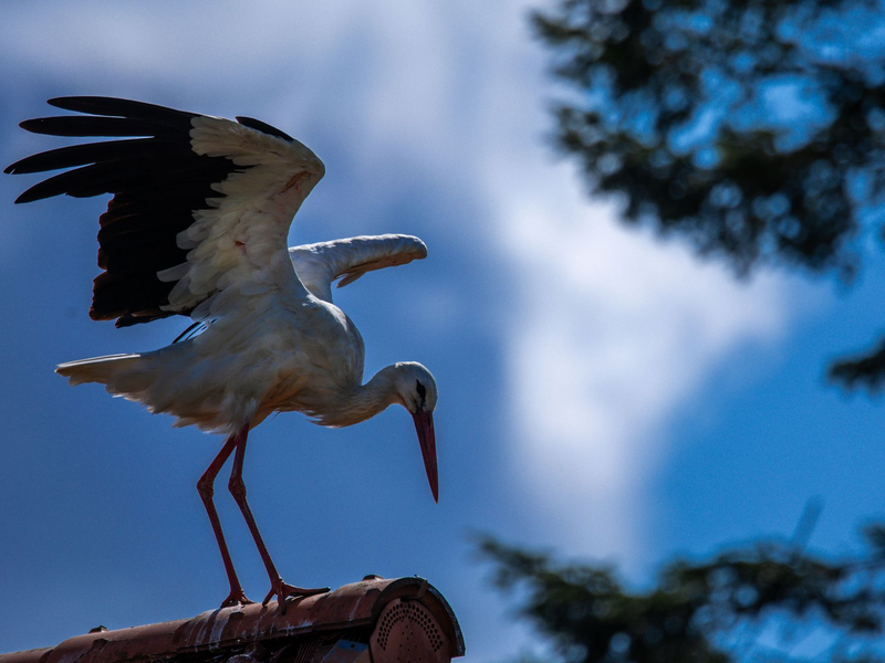 Erst vor rund 1000 Jahren kam der Storch nach Norddeutschland (Archivbild) - Foto: Jens Büttner/dpa