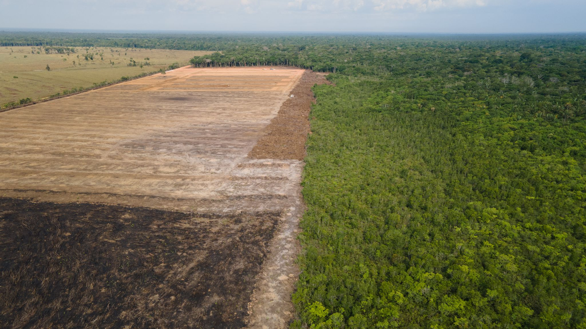 Verbrannte und abgeholzte Flächen wie hier im Amazonas-Gebiet sollen künftig durch das Gesetz verhindert werden. (Archivbild)  - Foto: Fernando Souza/Zuma Press/dpa