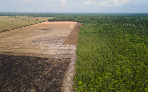 Verbrannte und abgeholzte Flächen wie hier im Amazonas-Gebiet sollen künftig durch das Gesetz verhindert werden. (Archivbild)  - Foto: Fernando Souza/Zuma Press/dpa