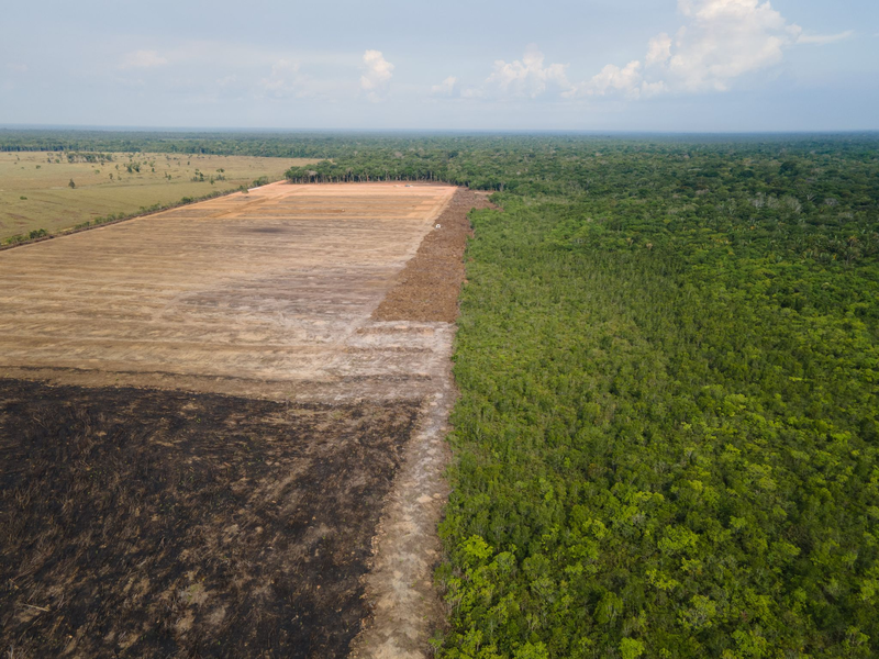 Verbrannte und abgeholzte Flächen wie hier im Amazonas-Gebiet sollen künftig durch das Gesetz verhindert werden. (Archivbild)  - Foto: Fernando Souza/Zuma Press/dpa